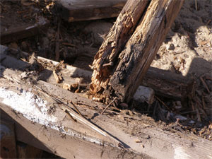 Dry Rot
